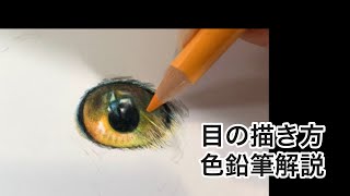 シロフクロウの目の描き方＜色鉛筆画＞