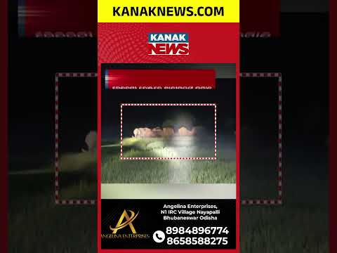 ହାତୀ ପଲଙ୍କ ଉତ୍ପାତ, ଚିନ୍ତାରେ ଚାଷୀ #kanaknews #Betanati #Elephant #CropLoss