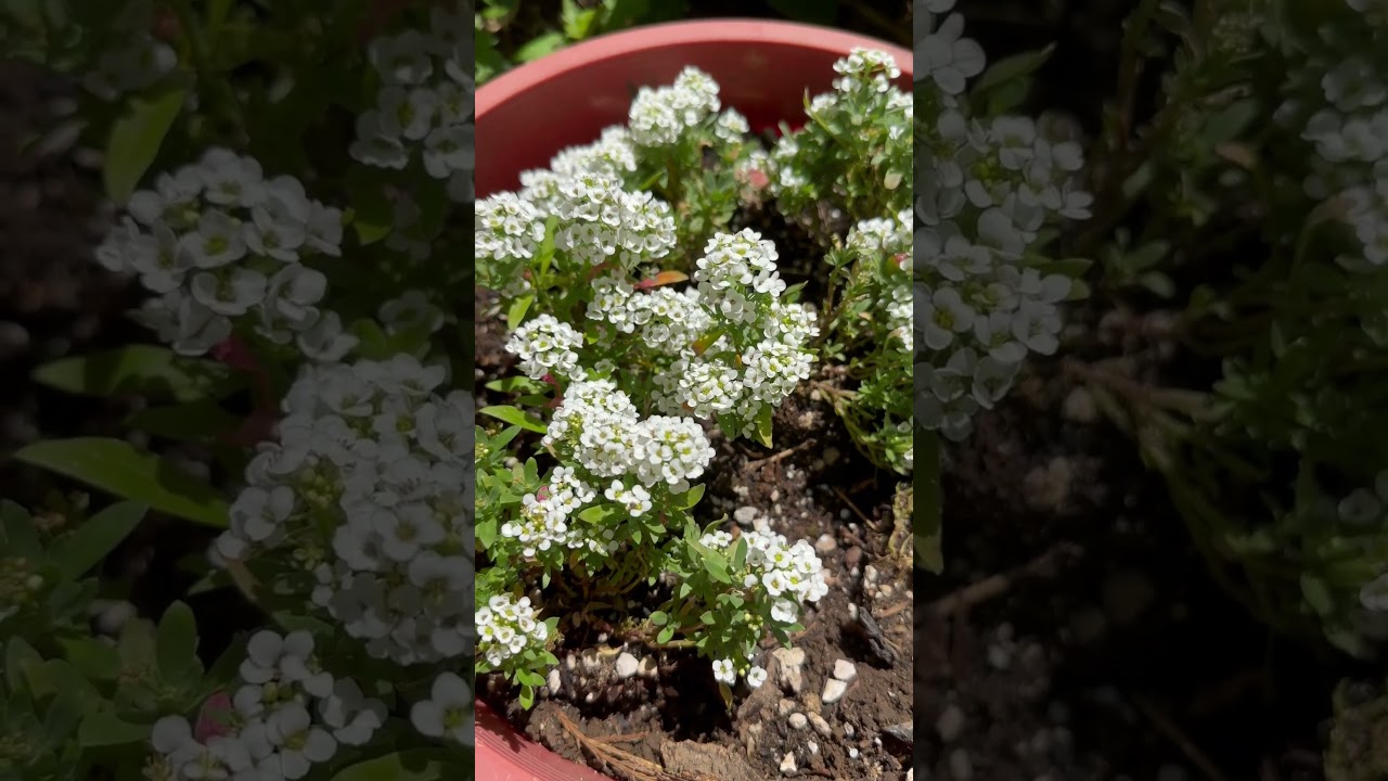 Tiny white flowers