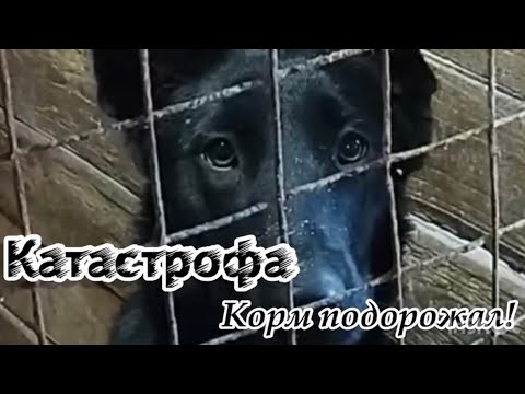 Катастрофа! Корм подорожал! Приют для животных