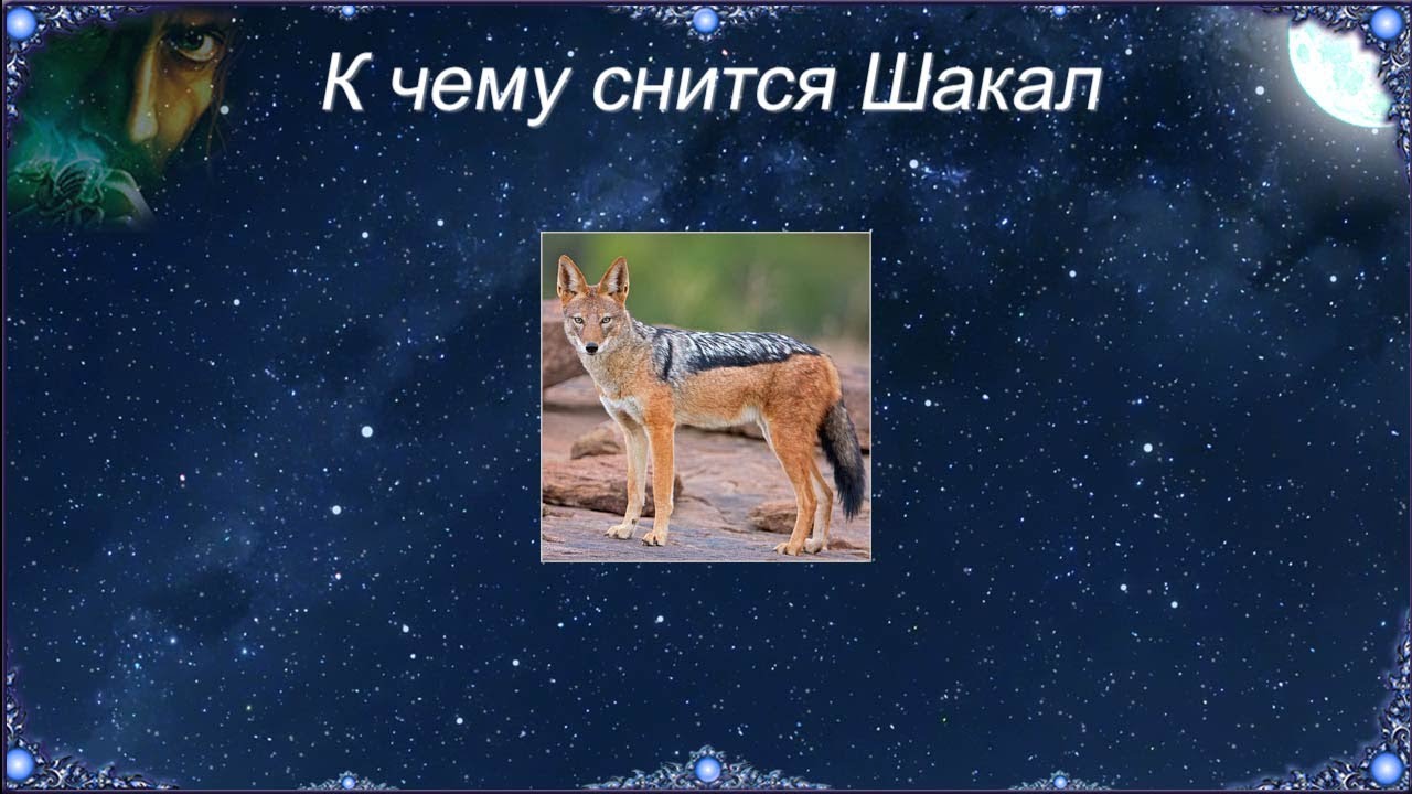 К чему снится Шакал (Сонник)