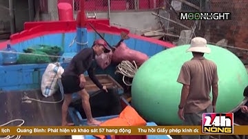 • QUẢNG NGÃI  NGĂN CHẶN NẠN SĂN BẮT, TẬN DIỆT RÙA BIỂN QUÍ HIẾM