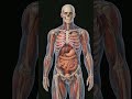 do you know what happens when you eat bananas? #healthfacts #bananafacts #curiosity #humanbody