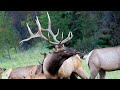 Awesome Elk Bull with 2 Months to go Before the Rut