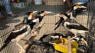 UPDATE STOK BURUNG TERBARU - JALAK SUREN - CIGUN - SOGON - CENDET - JONGKANGAN DLL