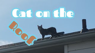 Caturday Matinee  Kitty Roof Adventure