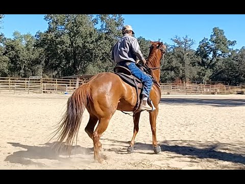 Teach the Anxious Horse How to Relax - Part 1 - Mike Hughes, Auburn California indir