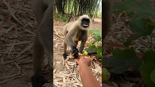 Monkey locked eyes on my biscuit 😳🍪!