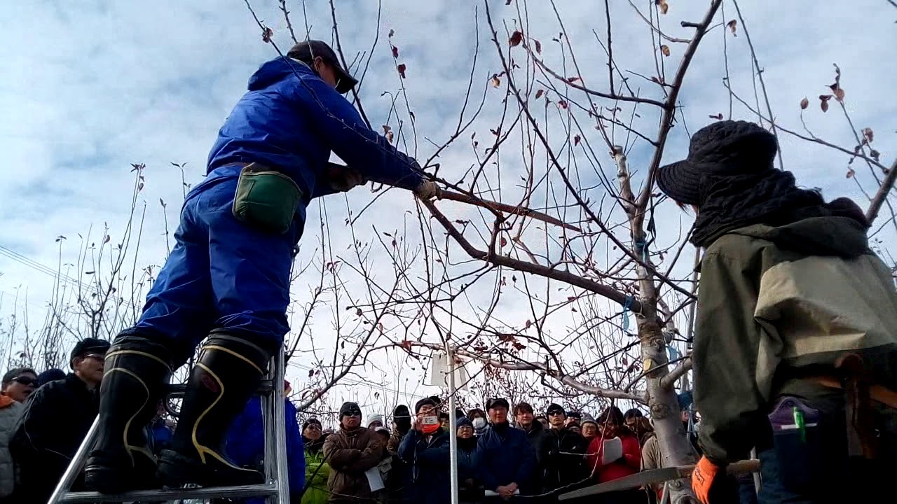 20180118果樹研究会JM2台剪定1308～試験場