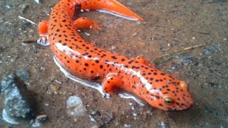 Amazing HD Salamander Photos Amazing HD Salamander Photos