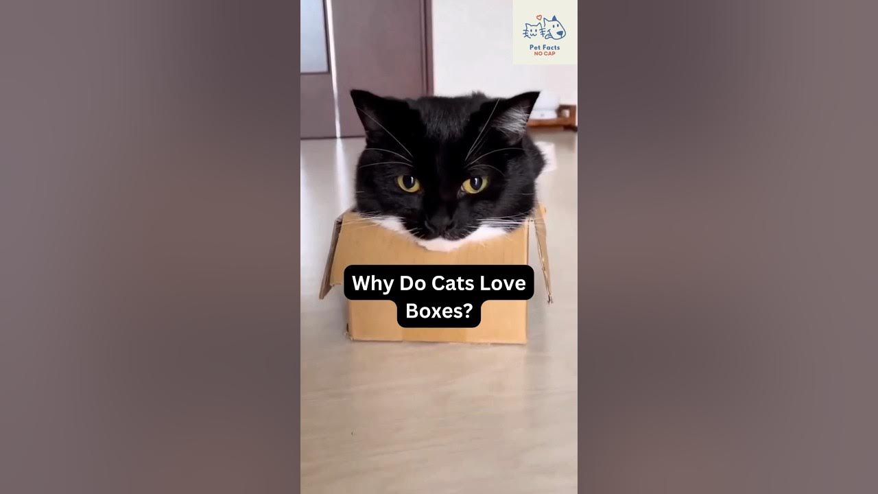 Why Do Cats Love Boxes? Cat Lovers Must Watch shorts YouTube