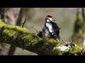 Grote bonte specht poetst zich. Great spotted woodpecker preening.