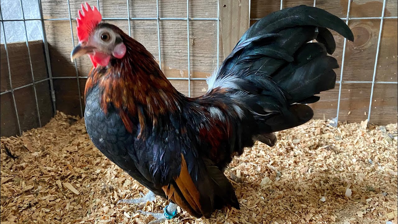 Kikirikis retinto,gallo ,miniatura,Azteca YouTube