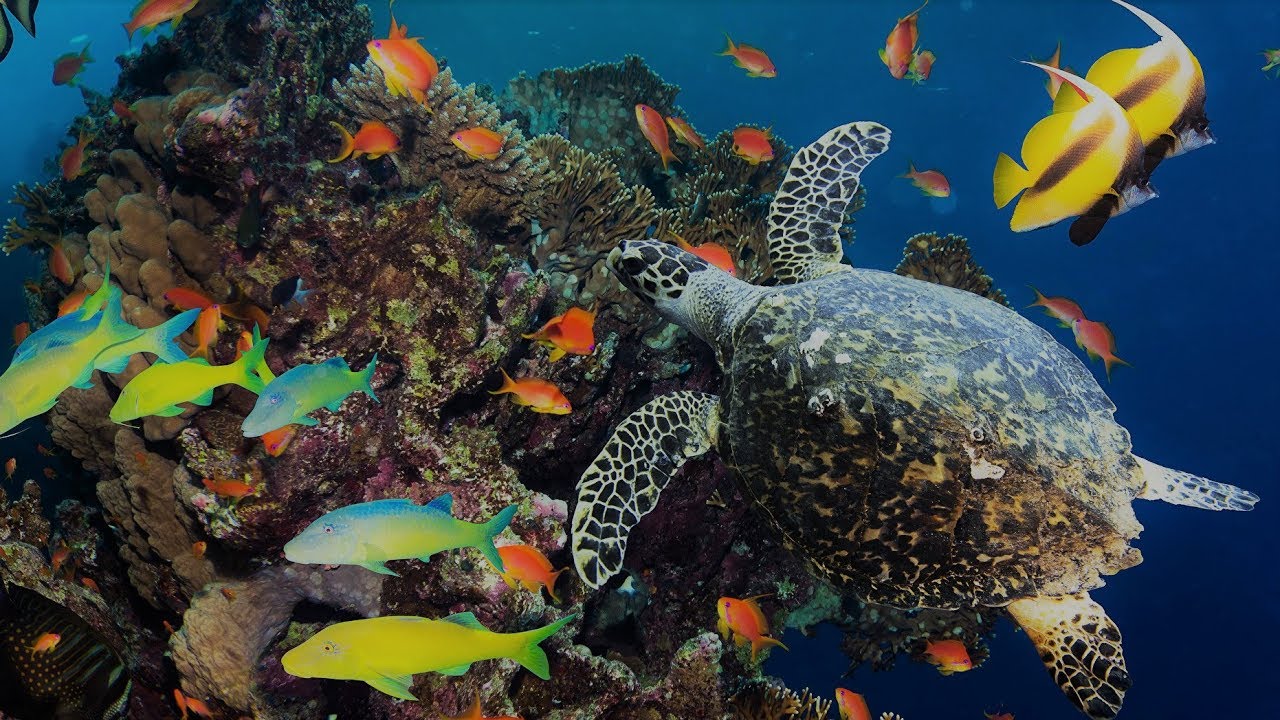 Wunderwelt Korallenriff Bali - Naturschönheiten rund um die Insel - Unterwasser Universum Doku HD