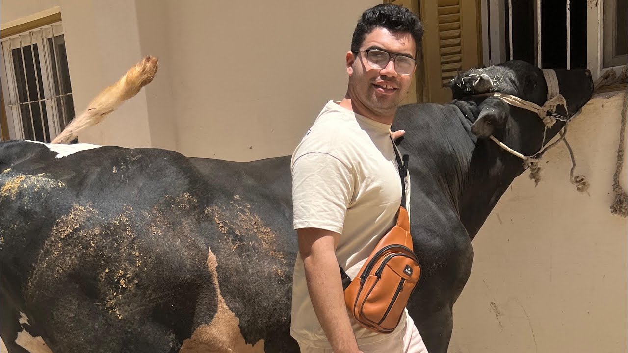 ملوك التقيل في ادكو 🔪🐂نصيحه مني ليك لو هتشتري عجول العيد يبقي مكان ده 🐂🐂احلي لحمه 🥩