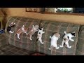 「かわいい猫」 笑わないようにしようとしてください - 最も面白い猫の映画 #197