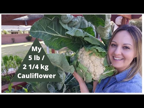 Harvesting my 5 lb Cauliflower! Cooking Cauliflower with Bechamel Sauce!