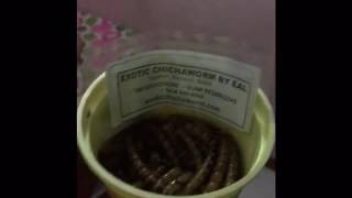 Chichaworm. Ang Crispy na Uod!