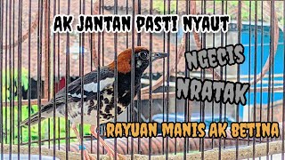 Anis kembang betina memanggil jantan || cocok untuk pancingan