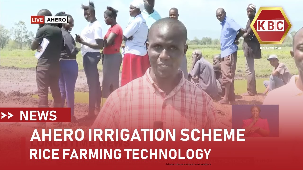 Ahero irrigation scheme | Rice farming technology - YouTube