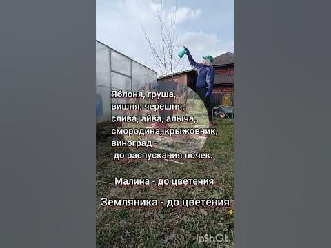 Важно! первая обработка сада весной от болезней #плодовыедеревья - YouTube