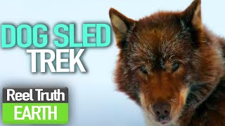 Dog Sledding ADVENTURE | North Pole Ice Airport | Episode 3 | Travel Documentary | Reel Truth Earth