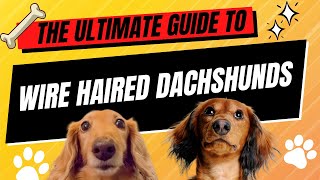 The Ultimate Guide to Wire Haired Dachshunds: Characteristics, Care, and More!