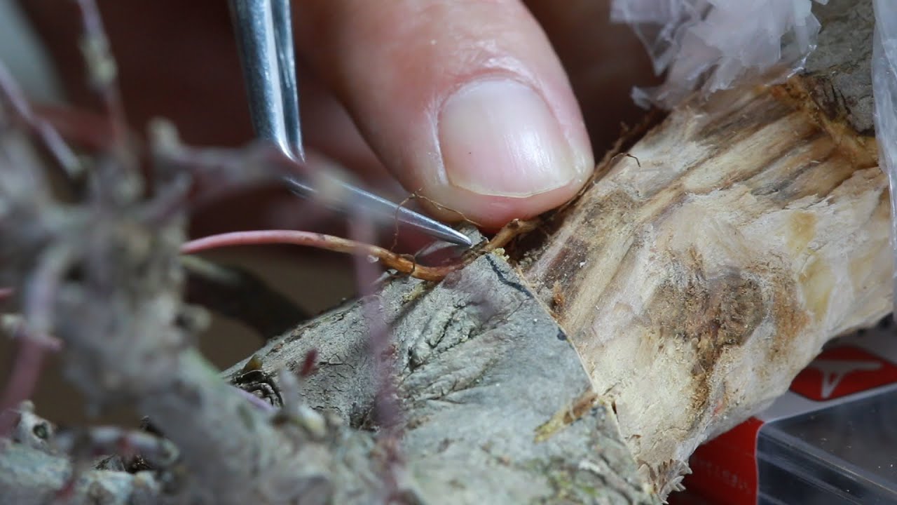 Bonsai is worthless if there is a tree hollow.   樹洞を治す方法　盆栽