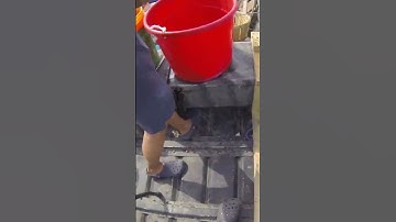 Running the Trotline for Crabs #shorts #crab #crabbing #bluecrab