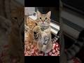 #cat わたくんw
