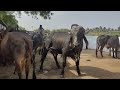 250+ Years old & More than 650 Gir cattles of Balkan Gir Gaushala,Paliyad | Gujarat Gir cow