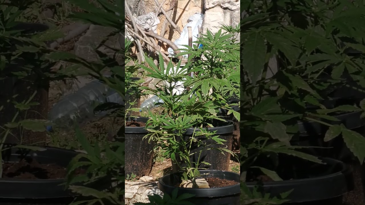 James loud genetics, gelato chem, gelato OG, Black gelato, OG kush , guavalato, Jamesloudgenetics