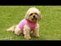 Crochet a dog sweater | Size small | Full free tutorial | Sweater and Hat matching set