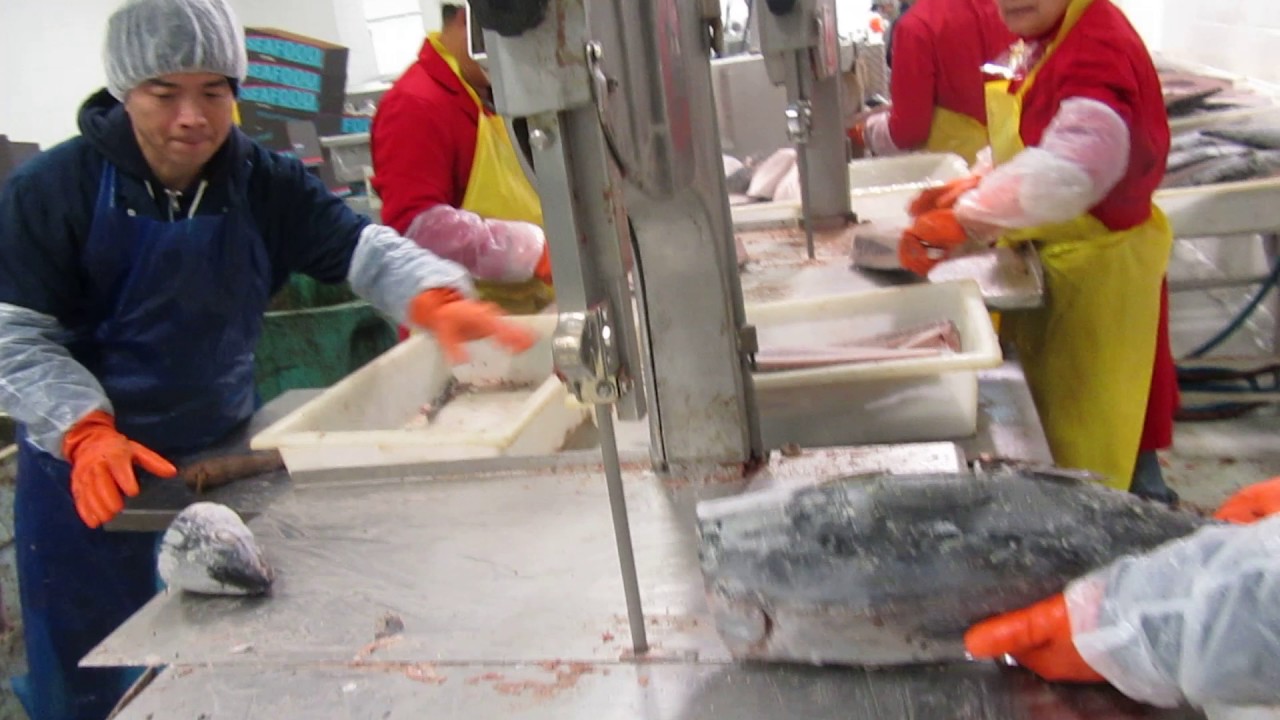 Coldfish Tuna Loining 08 - YouTube
