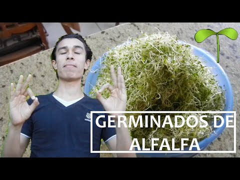 Video: Brotes de cosecha propia - Aprenda a cultivar sus propios brotes de alfalfa