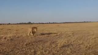 brutal lion fight in kenya amboseli national Park