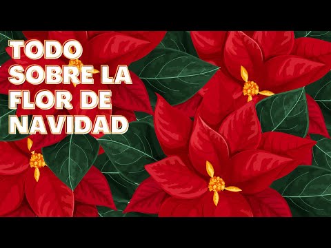 SIGNIFICADO Y CURIOSIDADES DE LA FLOR DE NOCHEBUENA 🌺 🌺