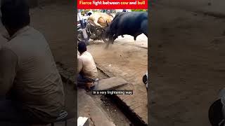 Fierce Fight Between Cow And Bull 1