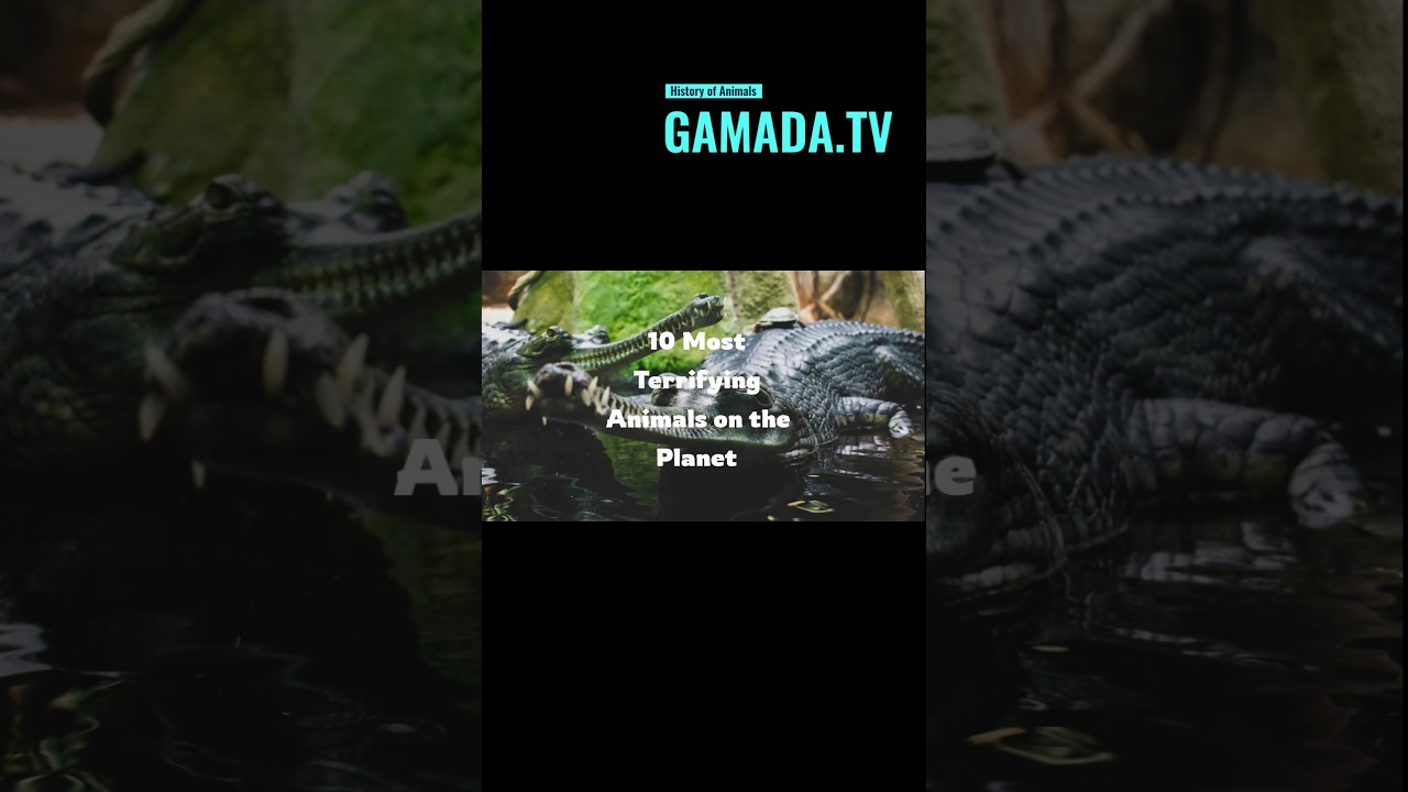 10 Most Terrifying Animals on The Planet