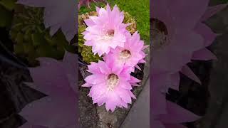 #afterrain #krople #pinkflowers #podeszczu #drops #gotas #shorts #short #szorty #cactus #mójogród