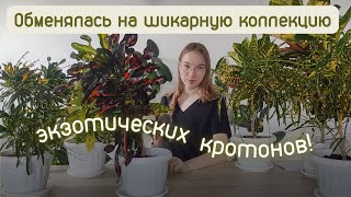 Кротоны обзор девяти сортов и гибриды 🌿 Кодиеум