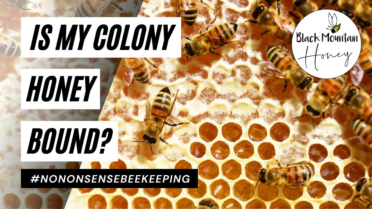 Can You Feed Bees Too Much - Are My Bees Honey Bound - How to Fix a Honey  Bound Beehive? 