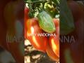 One Of The Best Dwarf Tomatoes Ever Lady Madonna Tomato Tomatoes Gardening Growingtomatoes One Of The Best Dwarf Tomatoes Ever Lady Madonna Tomato Tomatoes Gardening Growingtomatoes