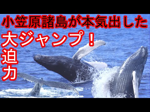 Whale watching (Ogasawara Islands Hahajima) Humpback whale large jump on parade