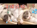 生後18日目！子猫が誘拐された！！猫家族に何が...！？【子猫の成長日記 #18】