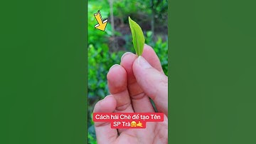 Cách thu hái chè #reels #bestbests #shortvideo #sondungtra #tea #trathainguyen #thainguyen #best