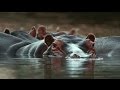 Grandes documentales - Guerra territorial: leones e hipopótamos