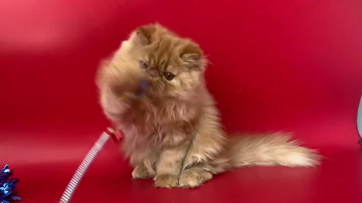 Video 3101781: red tabby persian, persian cattery, tabby female