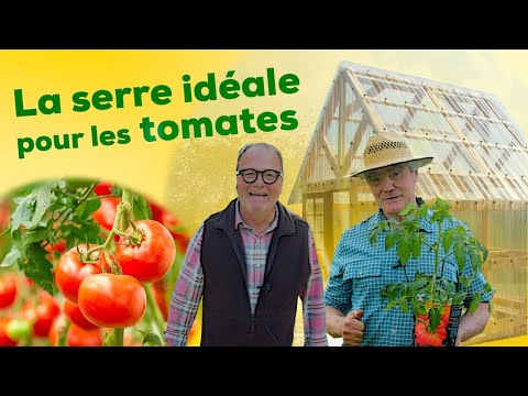 Vidéo: Tomate Orange: description de la variété, caractéristiques, culture en serre, règles d'entretien, critiques