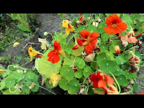 Videó: Mely nasturtium ehető?